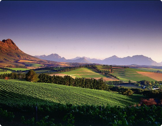 view-on-the-big-5-wine 1 (2)